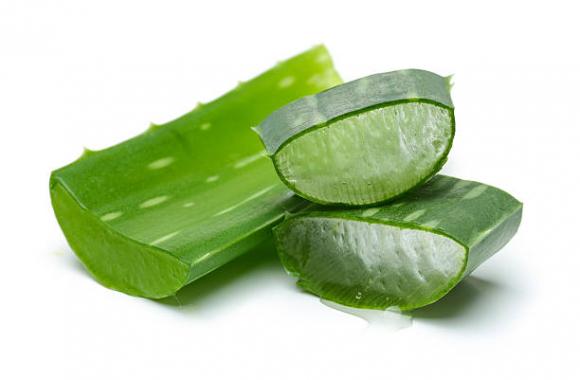 I sorprendenti benefici dell’Aloe Vera, conosciuta come la “pianta dell’immortalità”