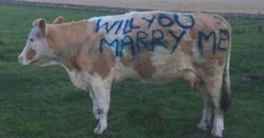 Scrive su una mucca: “Vuoi sposarmi?”. Una proposta di matrimonio davvero originale!
