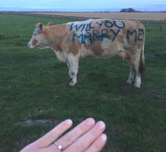 Scrive su una mucca: “Vuoi sposarmi?”. Una proposta di matrimonio davvero originale!