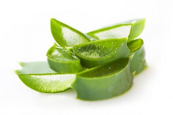 I sorprendenti benefici dell’Aloe Vera, conosciuta come la “pianta dell’immortalità”