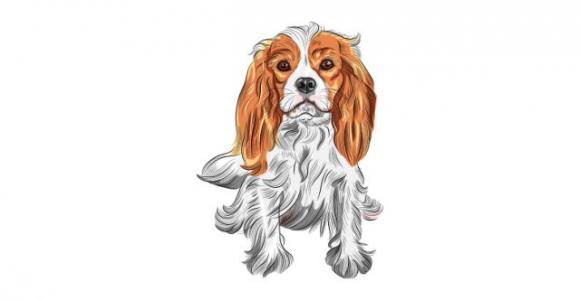 Ecco perché il tuo cane ti segue sempre, perfino quando vai in bagno!