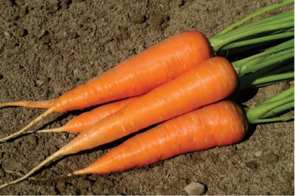 Questo sciroppo naturale alla carota elimina il raffreddore e pulisce i polmoni in meno di un giorno