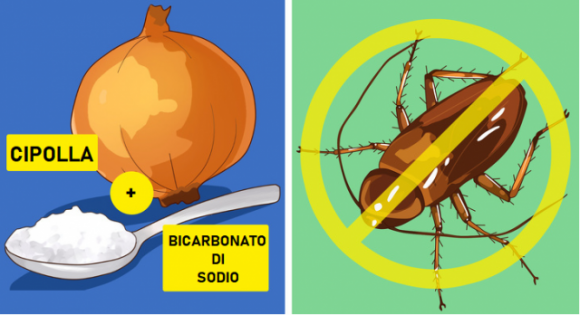 Vuoi liberare la tua casa dagli insetti? Ecco alcuni metodi che funzionano davvero!