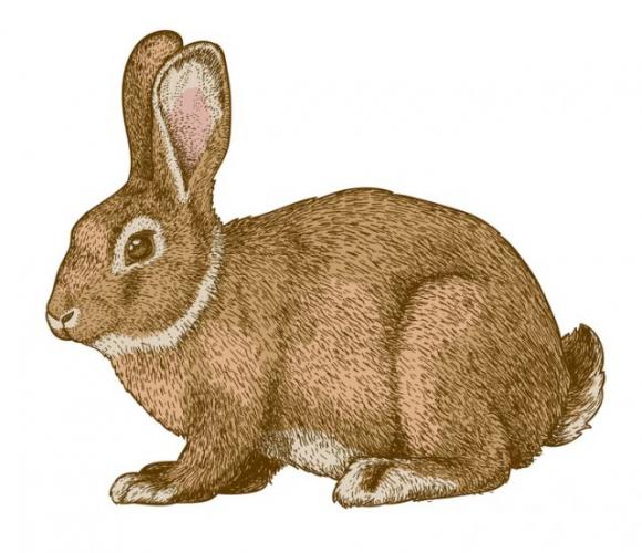Quale animale hai visto per primo? La risposta può dire molto sulla tua personalità