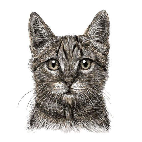 Quale animale hai visto per primo? La risposta può dire molto sulla tua personalità