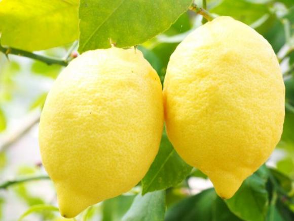 Dopo aver letto questo articolo, non andrai più a letto senza un limone nei tuoi calzini
