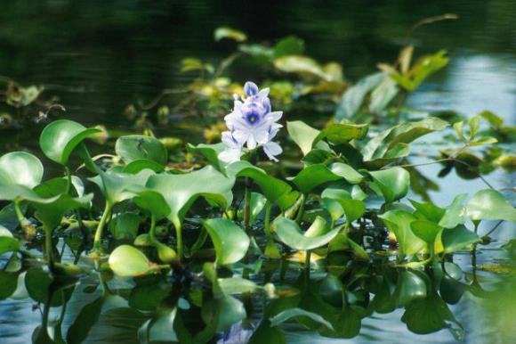 19 fiori e verdure che puoi coltivare semplicemente in un bicchiere d’acqua