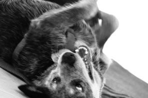 Avere il cane nel tuo letto è la chiave per dormire bene, lo conferma la scienza!