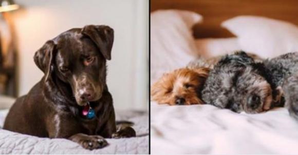 Avere il cane nel tuo letto è la chiave per dormire bene, lo conferma la scienza!