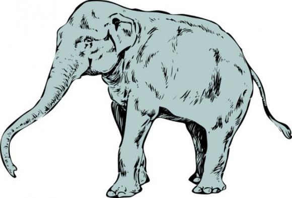 Il primo animale che vedi rivelerà molto sulla tua personalità