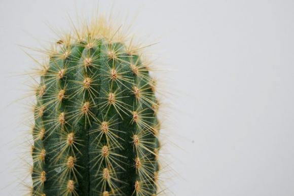 19 fiori e verdure che puoi coltivare semplicemente in un bicchiere d’acqua