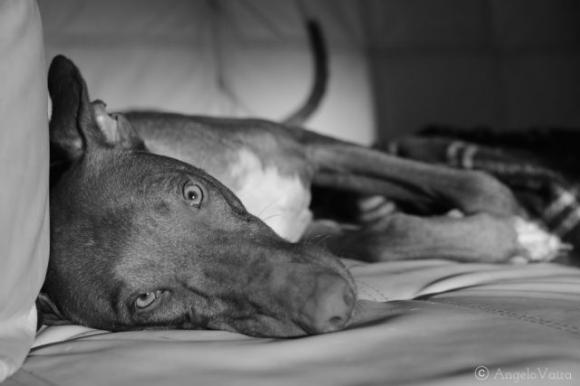 Avere il cane nel tuo letto è la chiave per dormire bene, lo conferma la scienza!