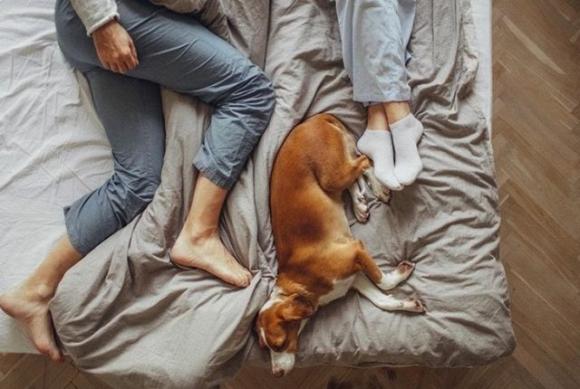 Avere il cane nel tuo letto è la chiave per dormire bene, lo conferma la scienza!