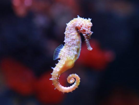 Quale animale del potere scegli? Scopri una grande verità su di te