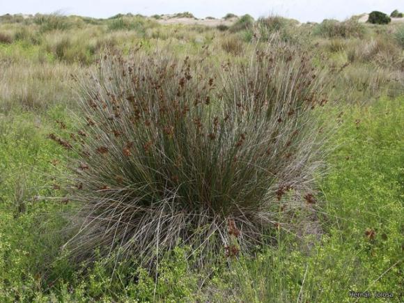 19 fiori e verdure che puoi coltivare semplicemente in un bicchiere d’acqua
