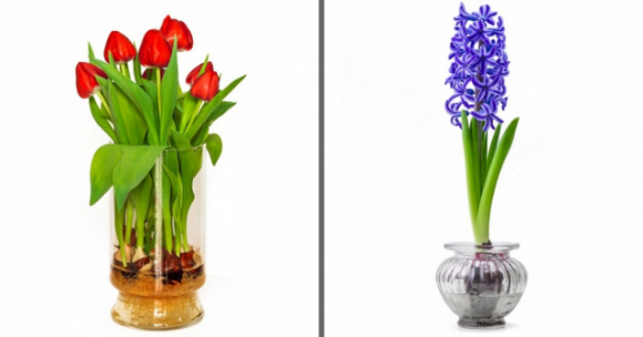 19 fiori e verdure che puoi coltivare semplicemente in un bicchiere d’acqua