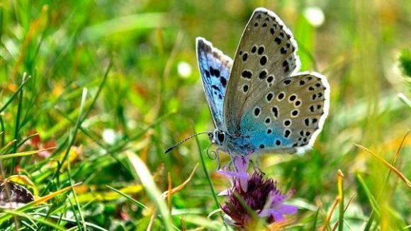 La leggenda della farfalla blu ci insegna che noi siamo gli unici veri responsabili della nostra felicità