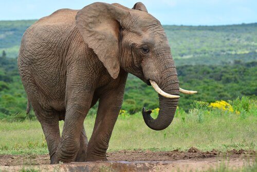 Quale animale del potere scegli? Scopri una grande verità su di te