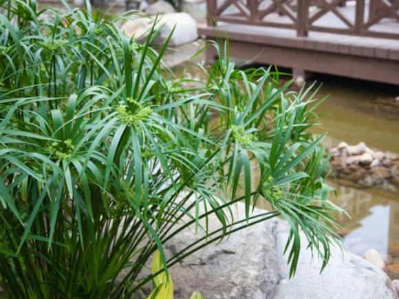 19 fiori e verdure che puoi coltivare semplicemente in un bicchiere d’acqua