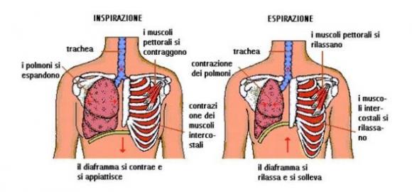 10 metodi naturali per equilibrare i tuoi livelli ormonali