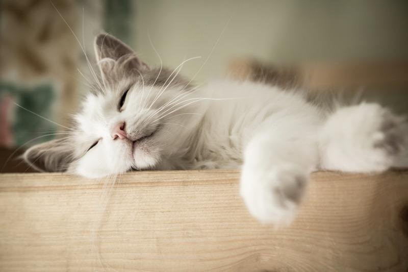 I gatti bianchi in sogno hanno una connotazione positiva