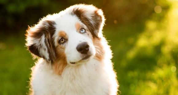 Tratti il tuo animale domestico come un figlio? Ecco perché: