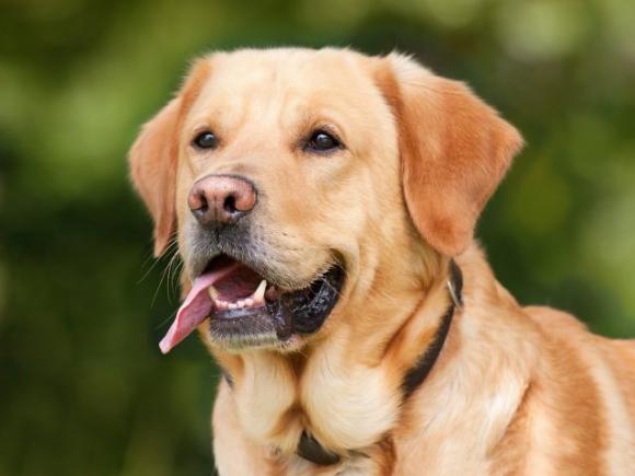 Tratti il tuo animale domestico come un figlio? Ecco perché: