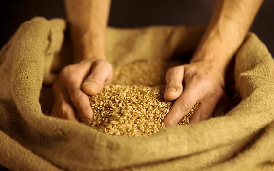 Muscolo di grano: cos’è, le proprietà e i valori nutrizionali