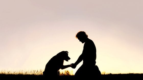 Adottare un cane migliora la vita: fa bene al cuore e cura la depressione