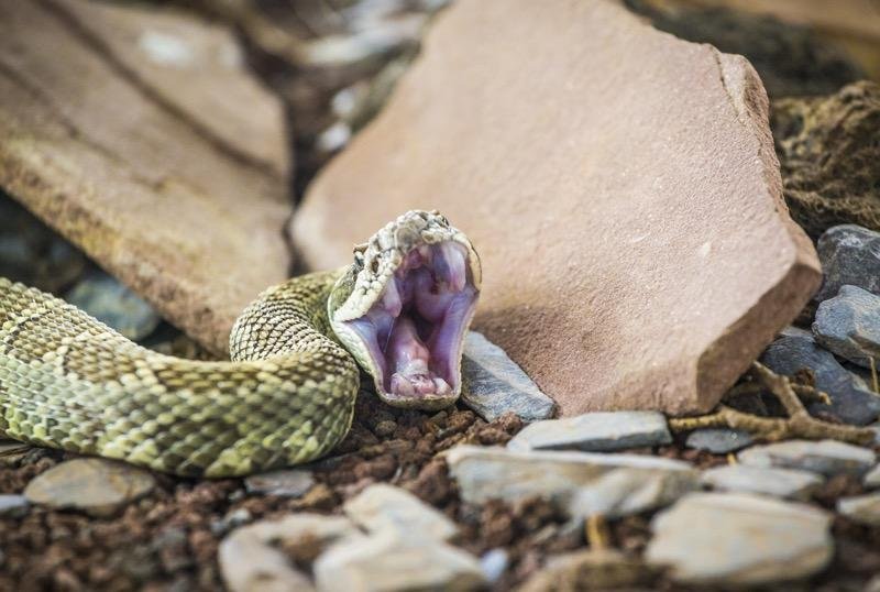 Sognare serpenti: il significato cambia in relazione al colore del rettile