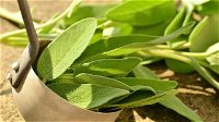 Salvia: benefici, proprietà e consigli su come utilizzarla