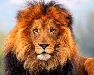 Il Leone è il segno zodiacale più allergico alla falsità e alla debolezza: ecco tutte le sue caratteristiche