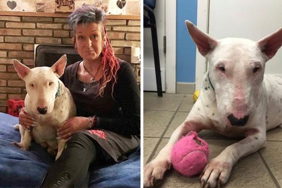 Suo marito le chiede di scegliere tra lui e i suoi cani: lei lo caccia di casa e chiede il divorzio