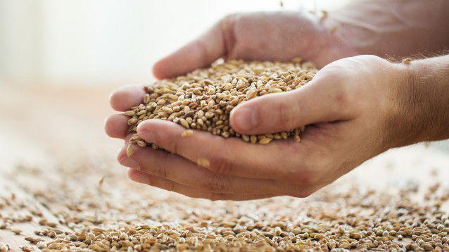 I cereali meno conosciuti: orzo, segale e miglio. Cosa sono e come utilizzarli