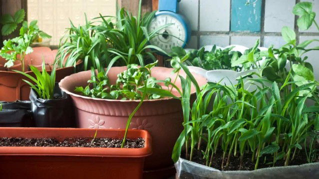 Orto sul balcone: ecco come realizzarlo
