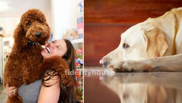 Perché i nostri cani ci salutano quando torniamo a casa e mai quando andiamo via? Ecco il motivo
