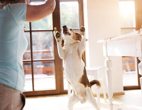 Perché i nostri cani ci salutano quando torniamo a casa e mai quando andiamo via? Ecco il motivo