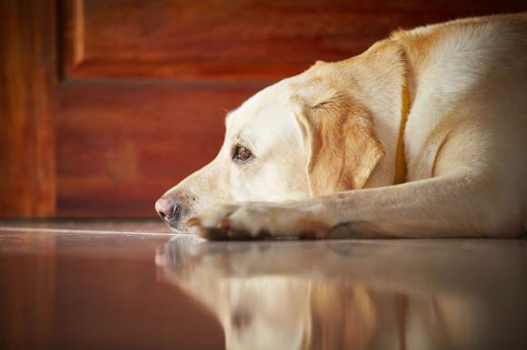 Perché i nostri cani ci salutano quando torniamo a casa e mai quando andiamo via? Ecco il motivo