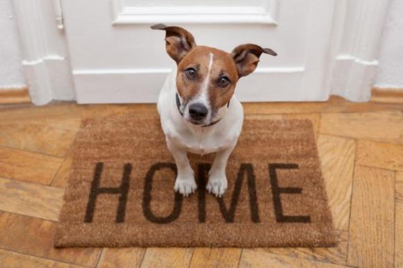 Perché i nostri cani ci salutano quando torniamo a casa e mai quando andiamo via? Ecco il motivo