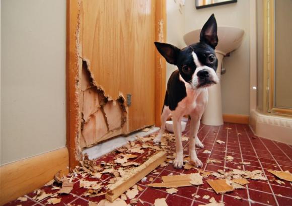 Perché i nostri cani ci salutano quando torniamo a casa e mai quando andiamo via? Ecco il motivo