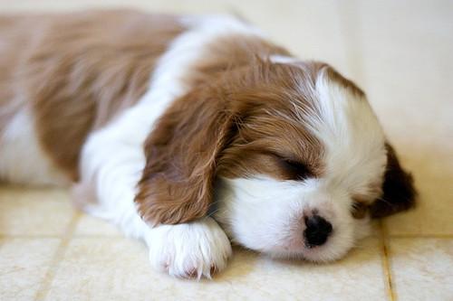 Perché i nostri cani ci salutano quando torniamo a casa e mai quando andiamo via? Ecco il motivo