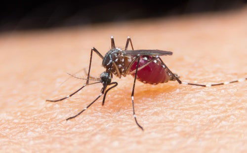 Questo è il rimedio più efficace contro le zanzare: può fare davvero miracoli