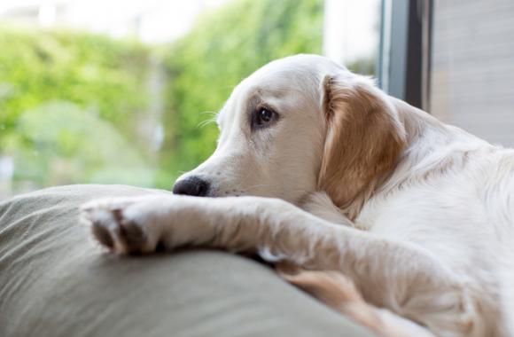 Perché i nostri cani ci salutano quando torniamo a casa e mai quando andiamo via? Ecco il motivo