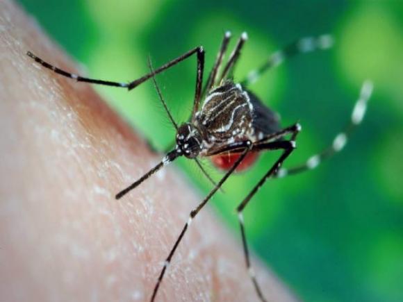 Questo è il rimedio più efficace contro le zanzare: può fare davvero miracoli