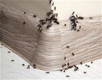 Formiche in casa: cause e come allontanarle in modo naturale