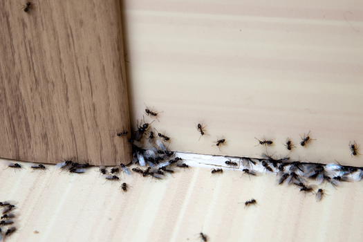 Formiche in casa: cause e come allontanarle in modo naturale