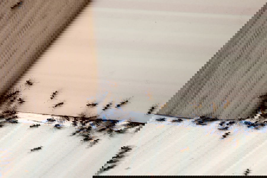 Formiche in casa: cause e come allontanarle in modo naturale