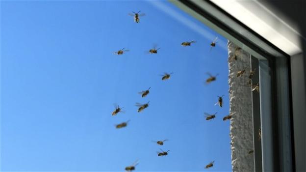 Rimedi naturali per allontanare le vespe e le api dalla vostra casa e dal vostro giardino
