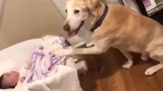 La mamma stanca finge di addormentarsi sul divano: la reazione del cane è tenerissima!