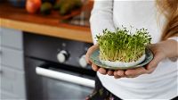 Come si coltivano i micro ortaggi in casa?